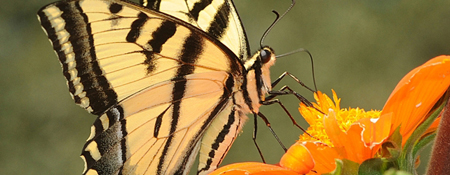Butterfly on Flower