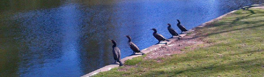 Cormorants Image