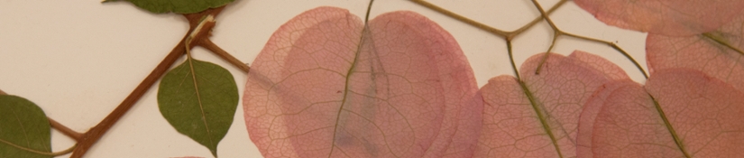 Leaf Art