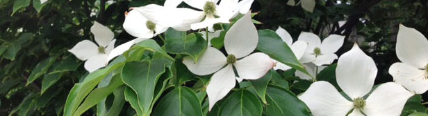 Picture of Flowers