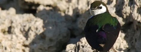 Green Bird