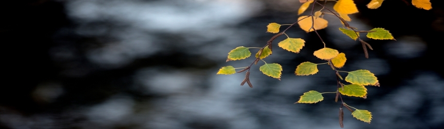 fall leaves