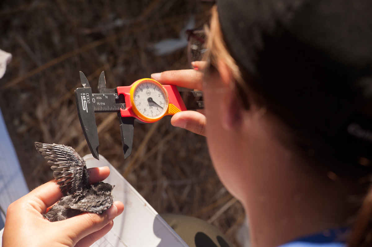 A woman is holding a bird and measuring it's wings. The true description of the photo is, "Evelien De Greef, a recent graduate from Wildlife, Fish and Conservation Biology major, recorded the data from the evaluation of tree swallows during the bird banding and measurement of birds in the Putah Creek Nesting Box Highway research project on July 15, 2016."