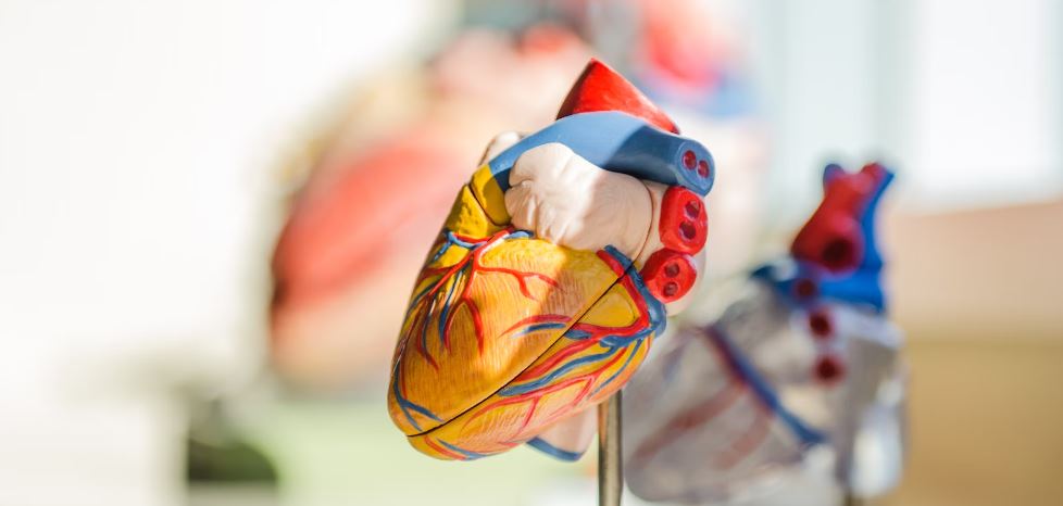 A diagram of a heart
