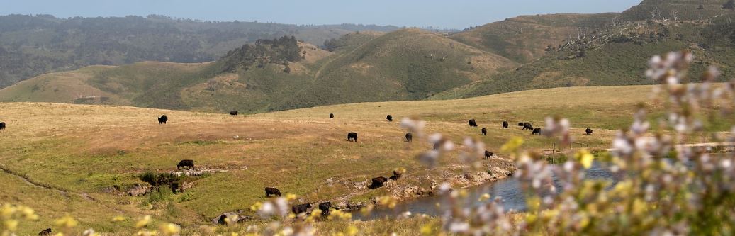 A field of cows at Point Reyes