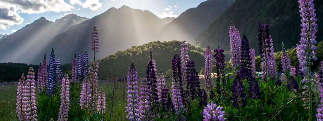 Views of long, purple wild flowers and sun rays.