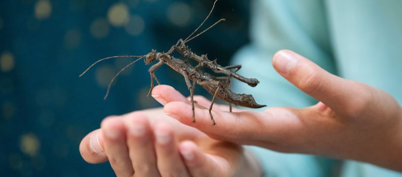 A stickbug crawling on someone's hand