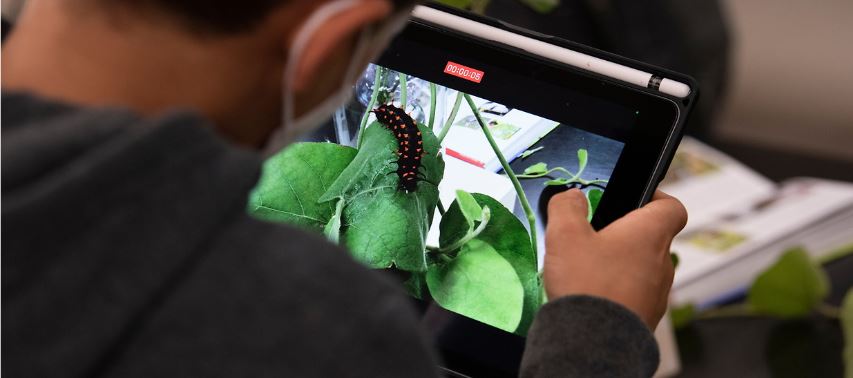 A student recording a caterpillar on their ipad.
