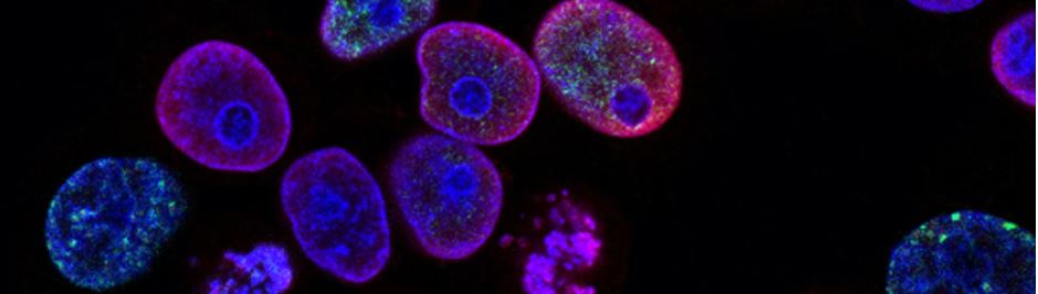 Cells colored to show various components