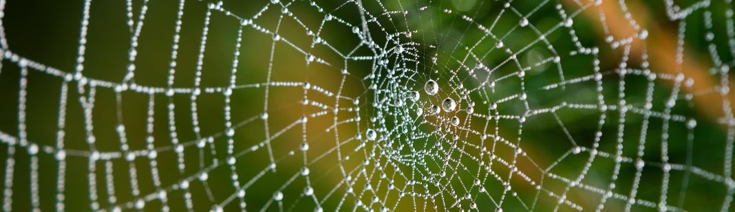 The center of a spiderweb that has water droplets