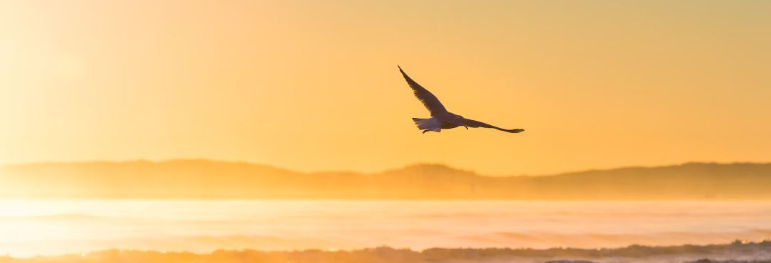 Image of a bird flying over the coast