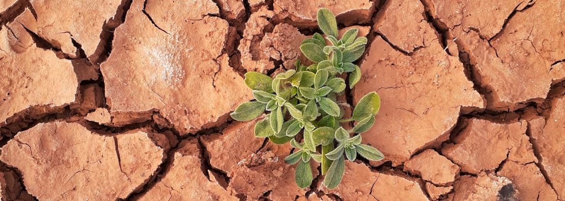 A plant thriving in dried soil