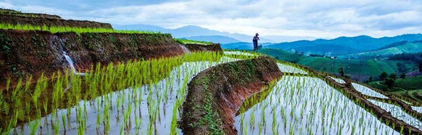 A farmer tending to a rice field