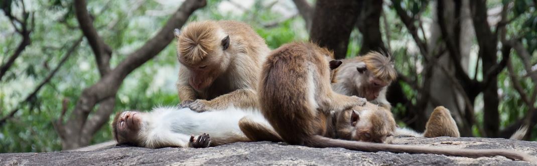 Primates grooming each other