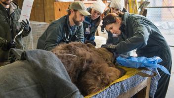 Bears being treated by Dr. Jamie Peyton (middle, wearing head lamp),