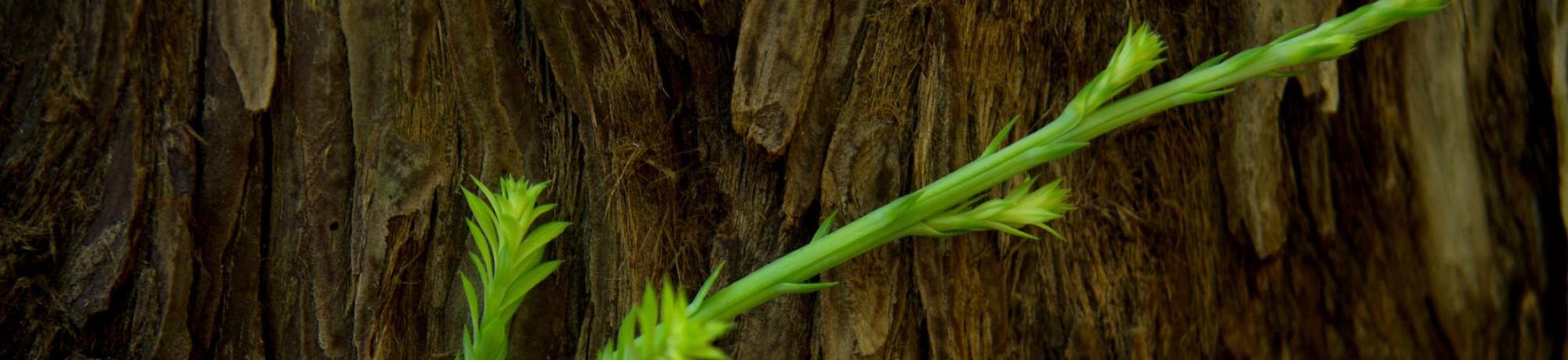 Sapling
