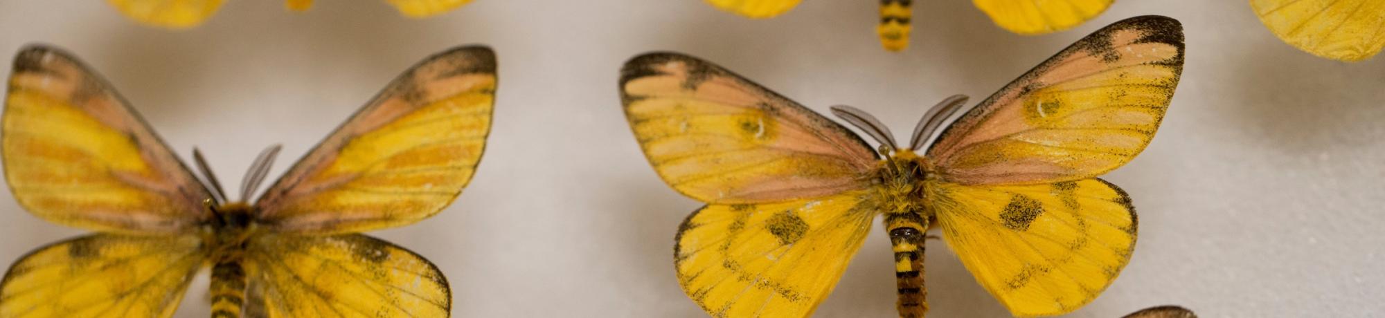 Moths