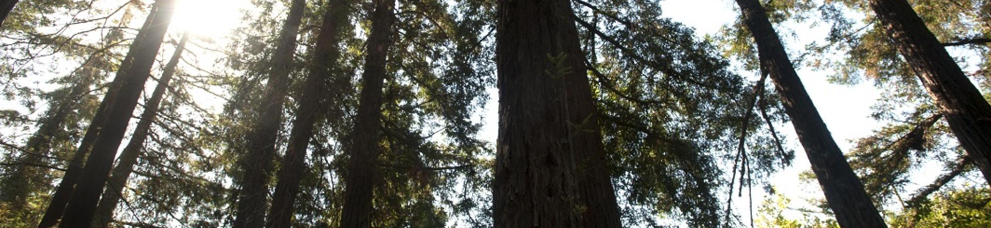 growing tall 