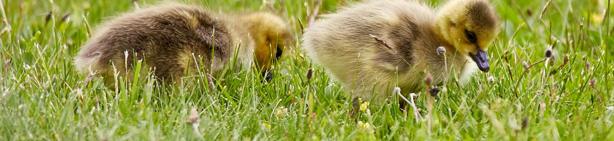 duck